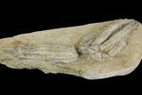 Fossil Crinoids (Scytalocrinus & Parascytalocrinus) - Crawfordsville #157239-2